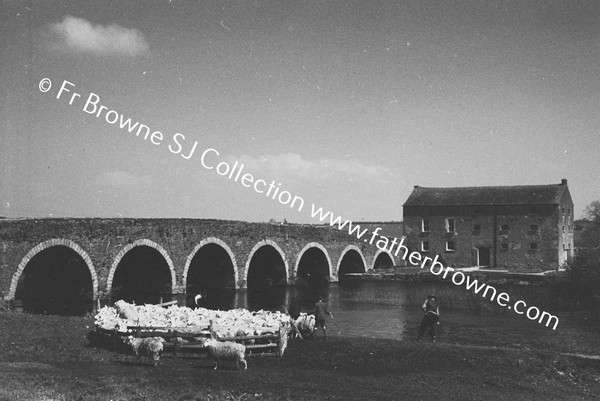 SHEEP WASHING IN RIVER BARROW